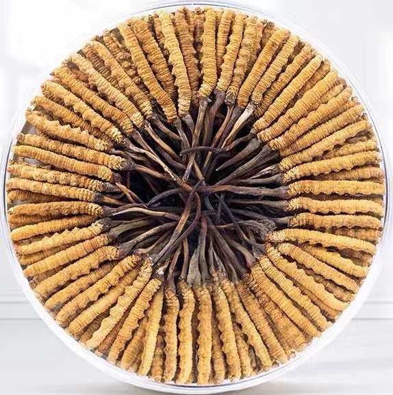 龙华山办事处冬虫夏草回收